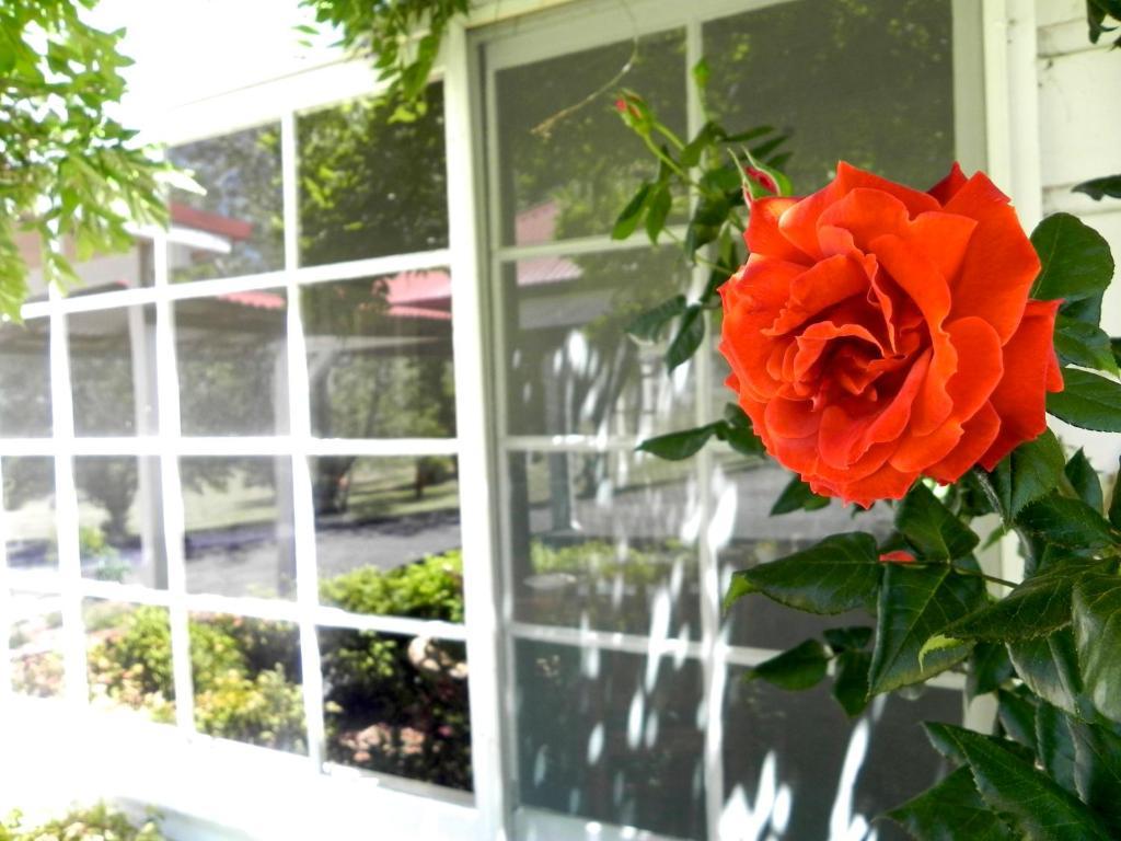Moore Park Inn Armidale Εξωτερικό φωτογραφία